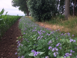 Bingerden_Bloemenrand den Hartog