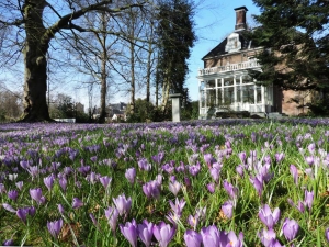 Bonte crocus op landgoed Overcingel