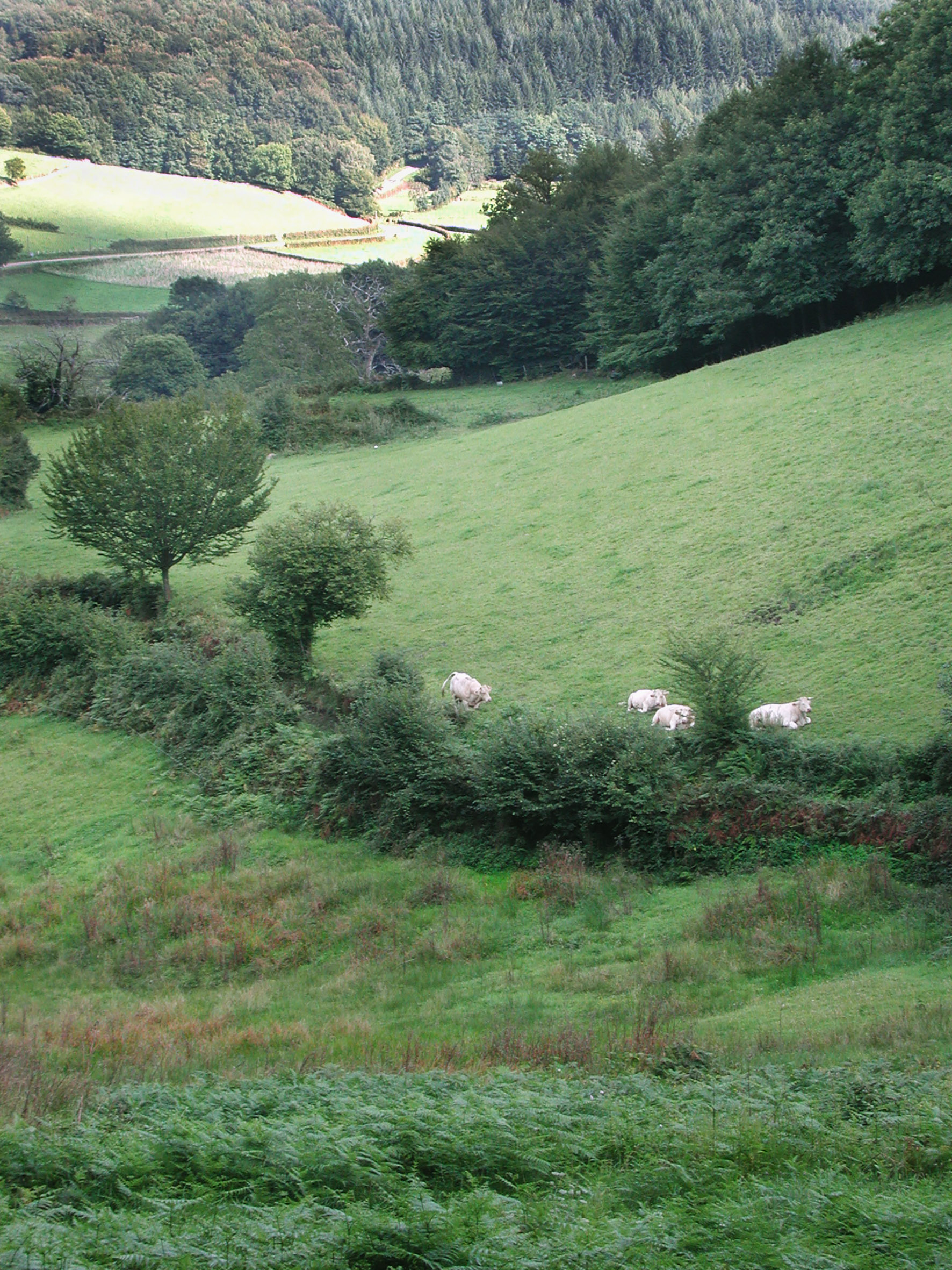 kleinschalig landschap